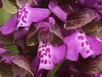 červenohlav obyčajný - Anacamptis morio