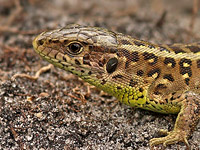 jašterica krátkohlavá - Lacerta agilis (samička)