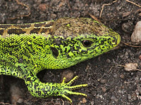 jašterica krátkohlavá - Lacerta agilis (samček)