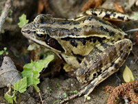 skokan ostropyský - Rana arvalis
